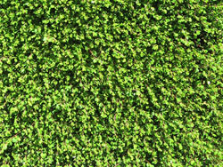 plants_bushmans_confetti