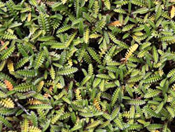 plants_leptinella_calcarea