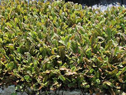 plants_leptinella_traillii