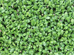 plants_leptinelladioca