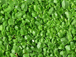 plants_mercurybayweed