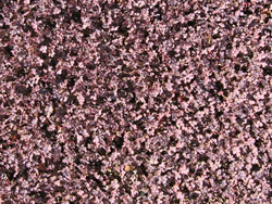 plants_aceana inermis purpurea - purplehaze