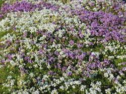 plants_whitethyme