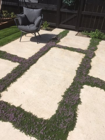 Thyme in a courtyard