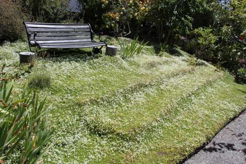 White thyme garden 4