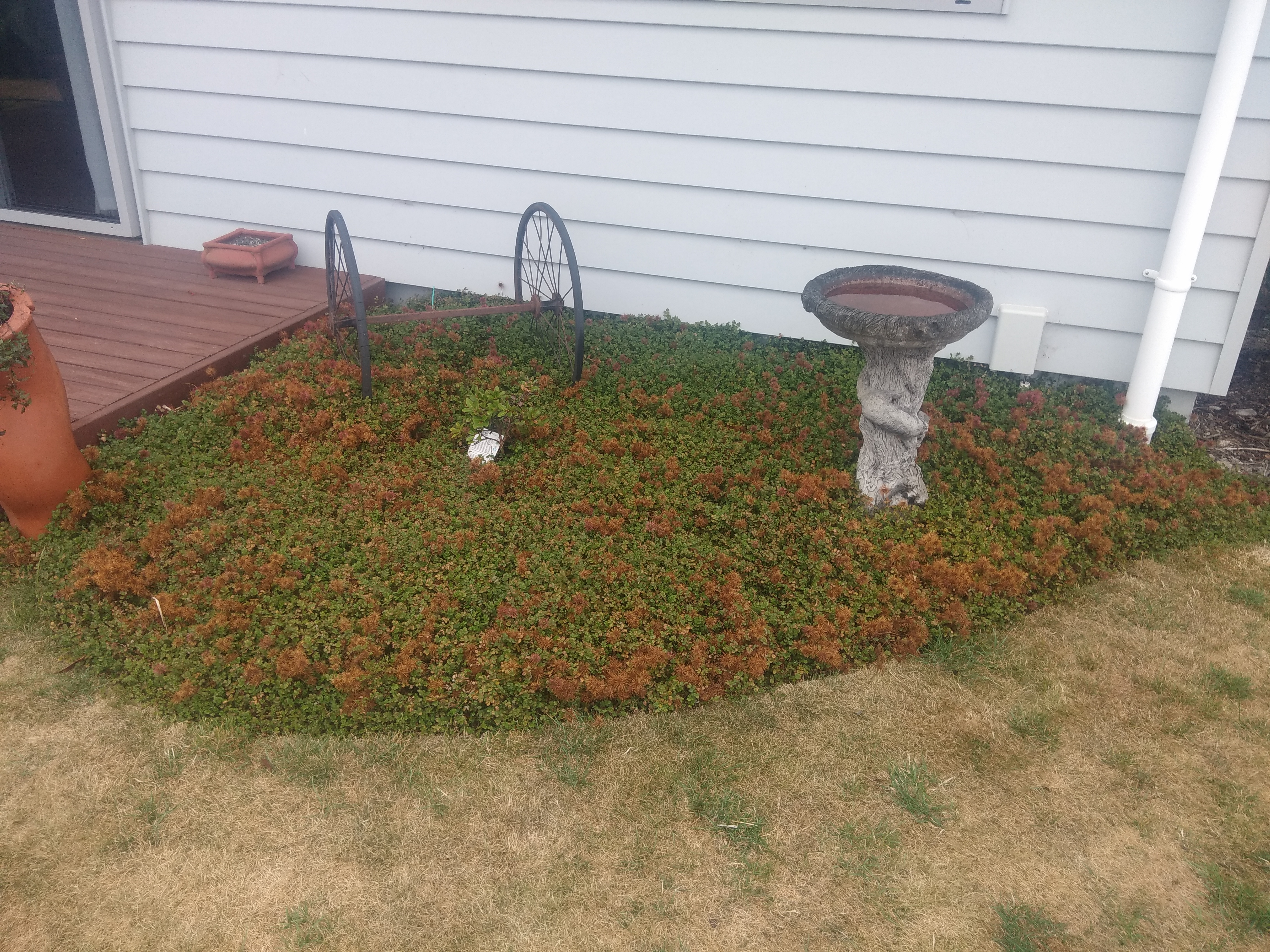 Acrana bidibidi in drought