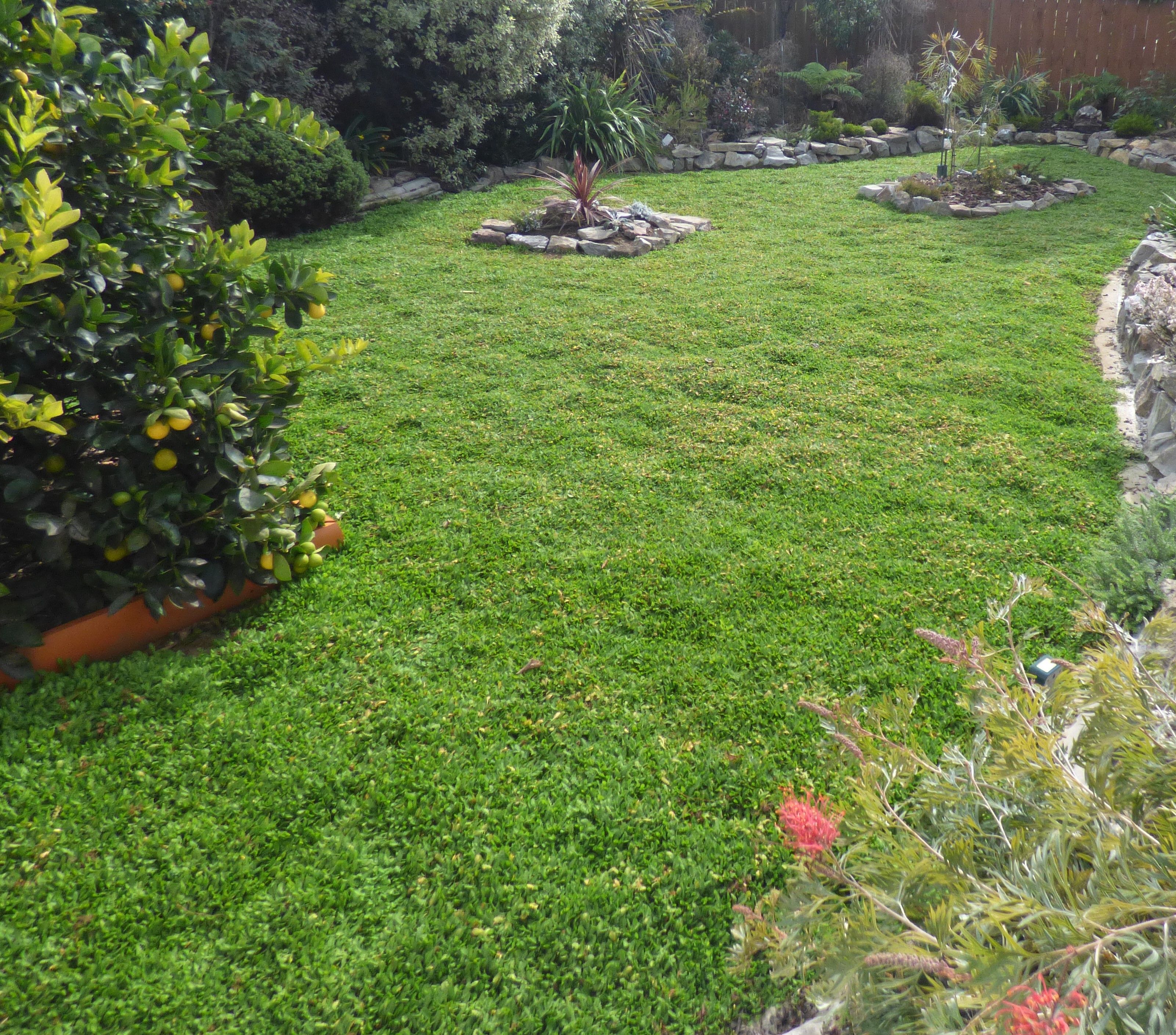 Leptinella dioica lawn in Motueka